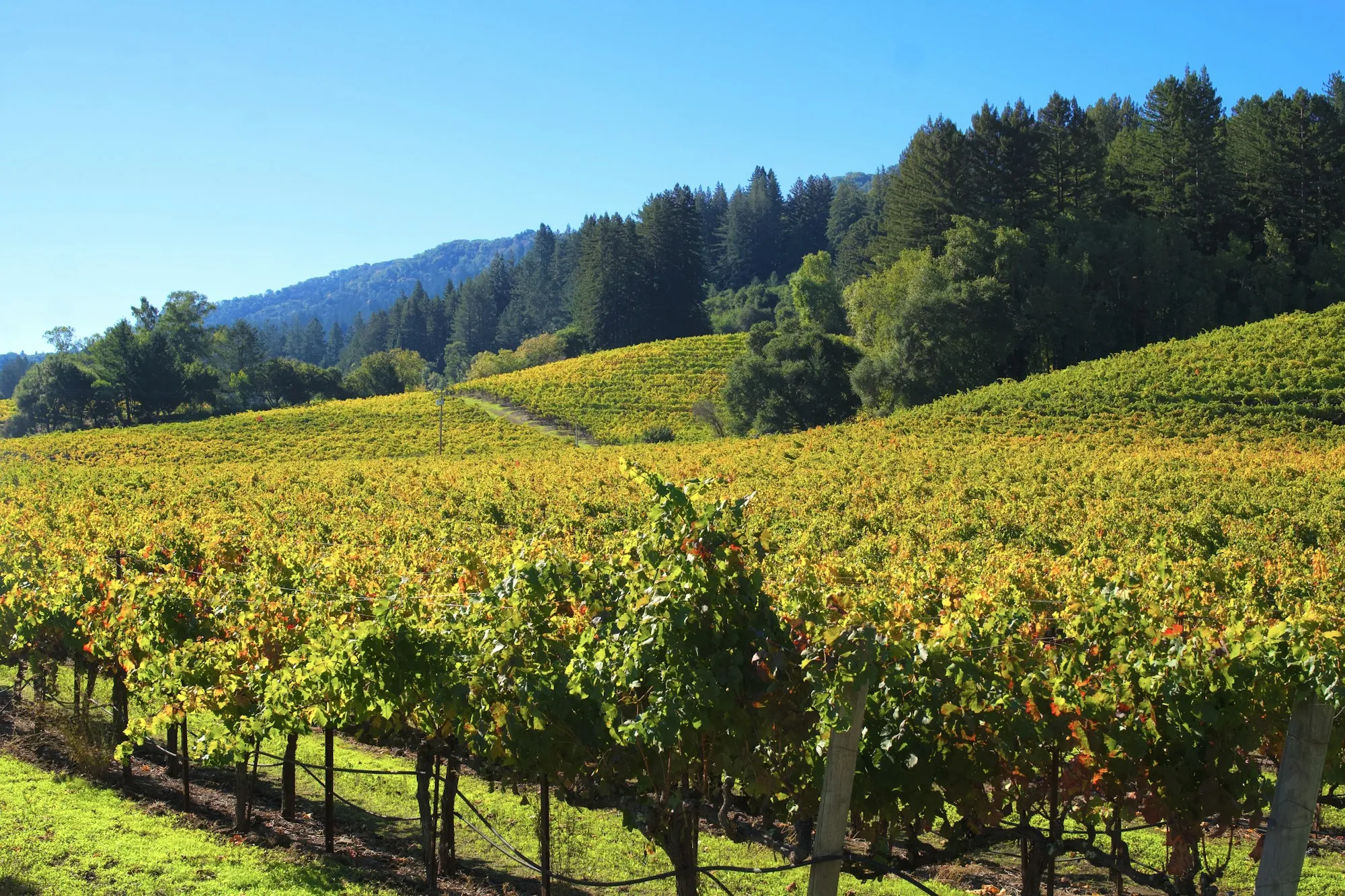 Vineyard on rolling hills with forested ridges behind