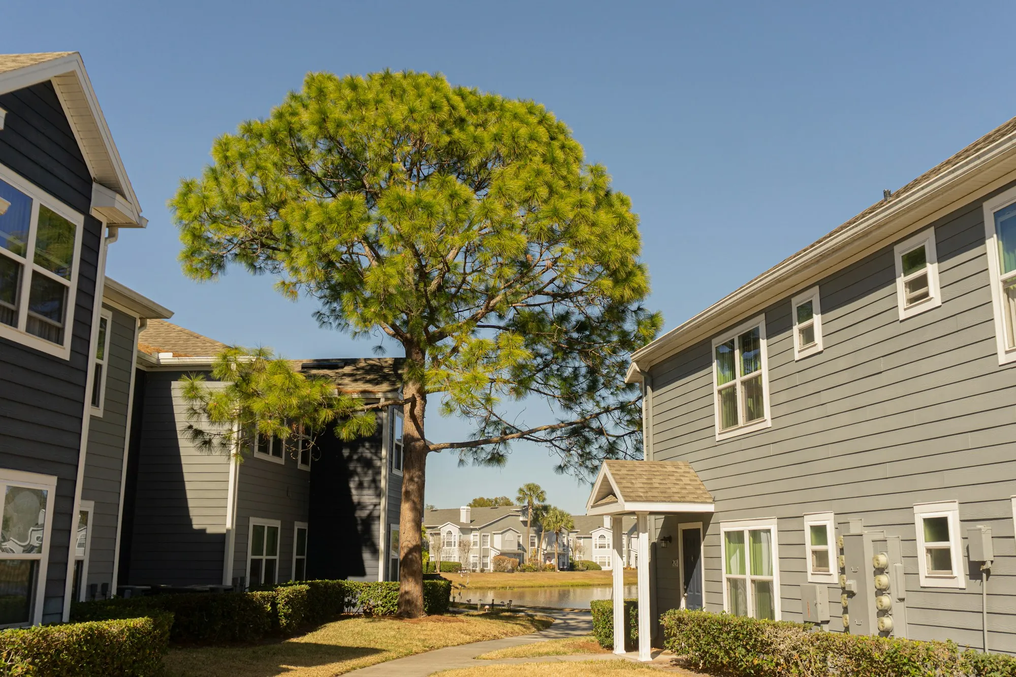 Gray townhomes beside a tall pine tree